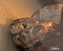 Amazon tree boa