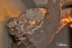 Amazon tree boa