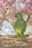 Amazonian Parrotlet