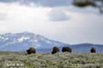 American Bison