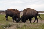 American Bison