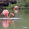 American Flamingo