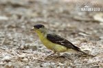 American Goldfinch