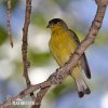 American Goldfinch