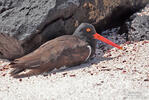 American Oystercatcher