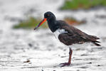 American Oystercatcher