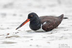 American Oystercatcher