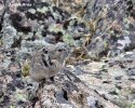 American Pika