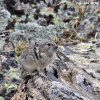American Pika