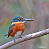 American Pygmy Kingfisher