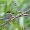 American Pygmy Kingfisher