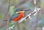 American Pygmy Kingfisher