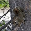 American Red Squirrel