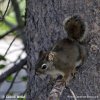 American Red Squirrel