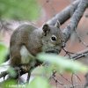 American Red Squirrel