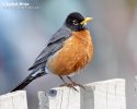 American Robin