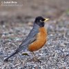 American Robin