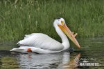 American White Pelican