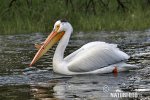 American White Pelican