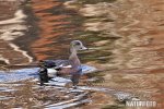 American Wigeon