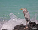 Amerikaanse blauwe reiger