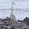 Amerikaanse blauwe reiger