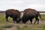 Amerikansk bison