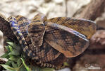 Amethystine Python