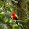 Andean Cock-of-the-rock