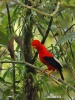 Andean Cock-of-the-rock