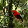 Andean Cock-of-the-rock