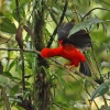 Andean Cock-of-the-rock