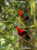 Andean Cock-of-the-rock