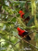 Andean Cock-of-the-rock