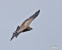 Andean Condor