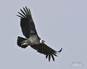 Andean Condor