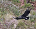 Andean Condor