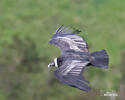 Andean Condor