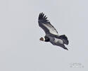 Andean Condor