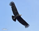 Andean Condor