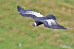 Andean Condor