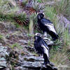 Andean Condor