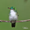 Andean emerald