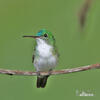 Andean emerald