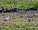 Andean Ibis