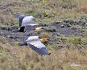 Andean Ibis