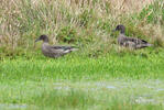 Andean Teal