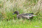 Andean Teal