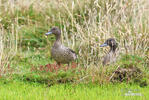 Andean Teal