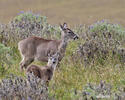 Andean White-tailed Deer